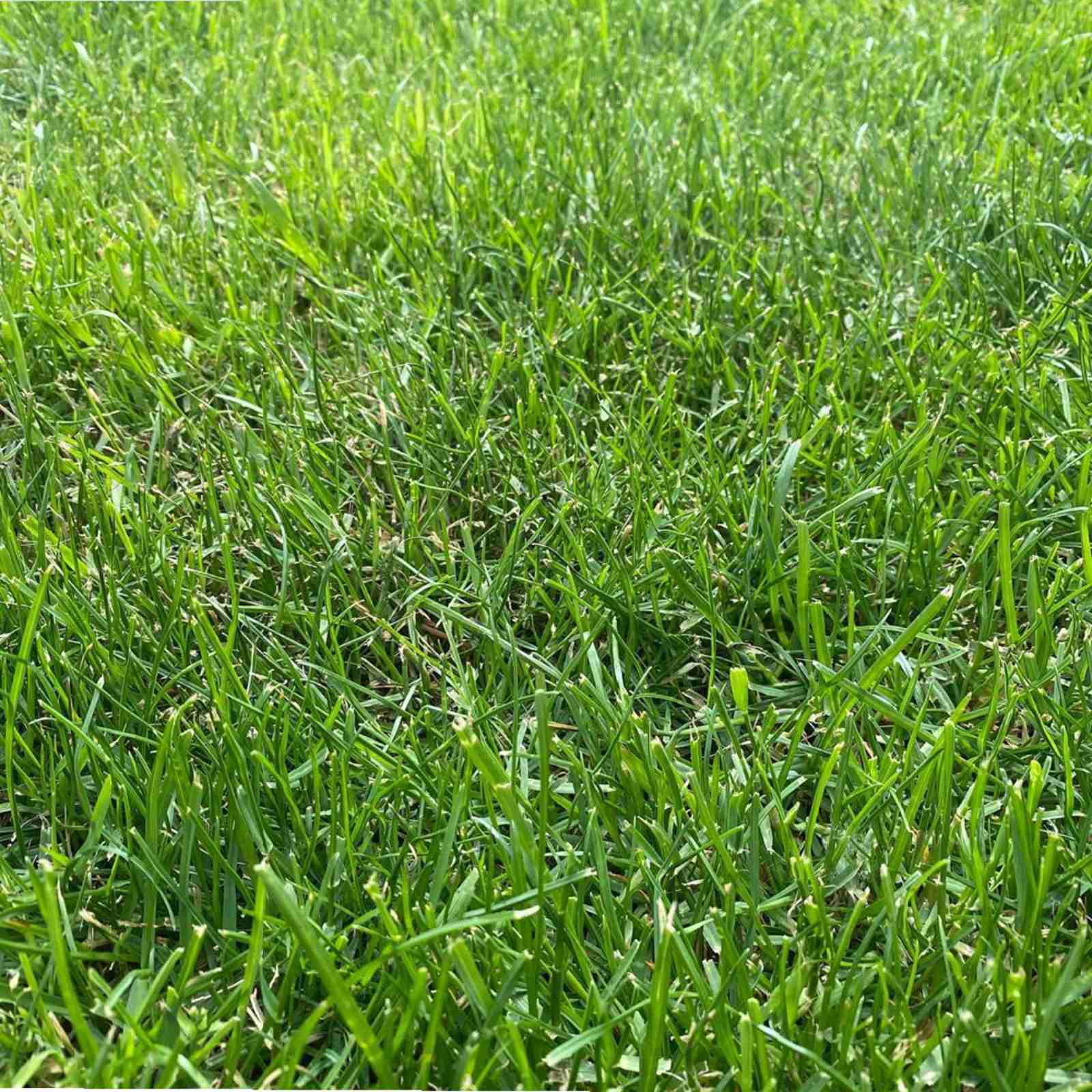 Насіння газонної трави Плейграунд Спортивна 1кг () - 500 large popup