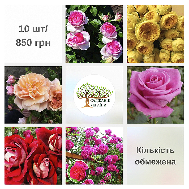 Акція 10 троянд за 850 грн large popup