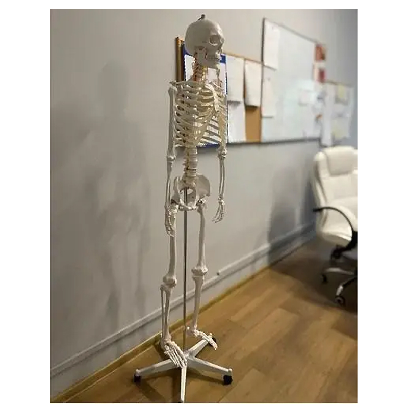 Анатомічний скелет людини 170см 22583 large popup