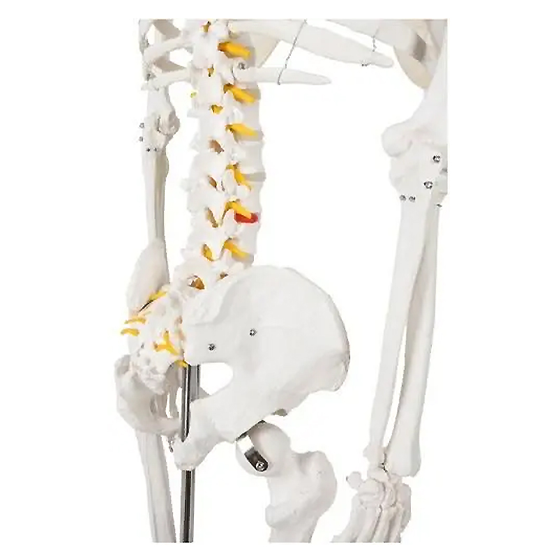 Анатомічний скелет людини 170см 22583 large popup