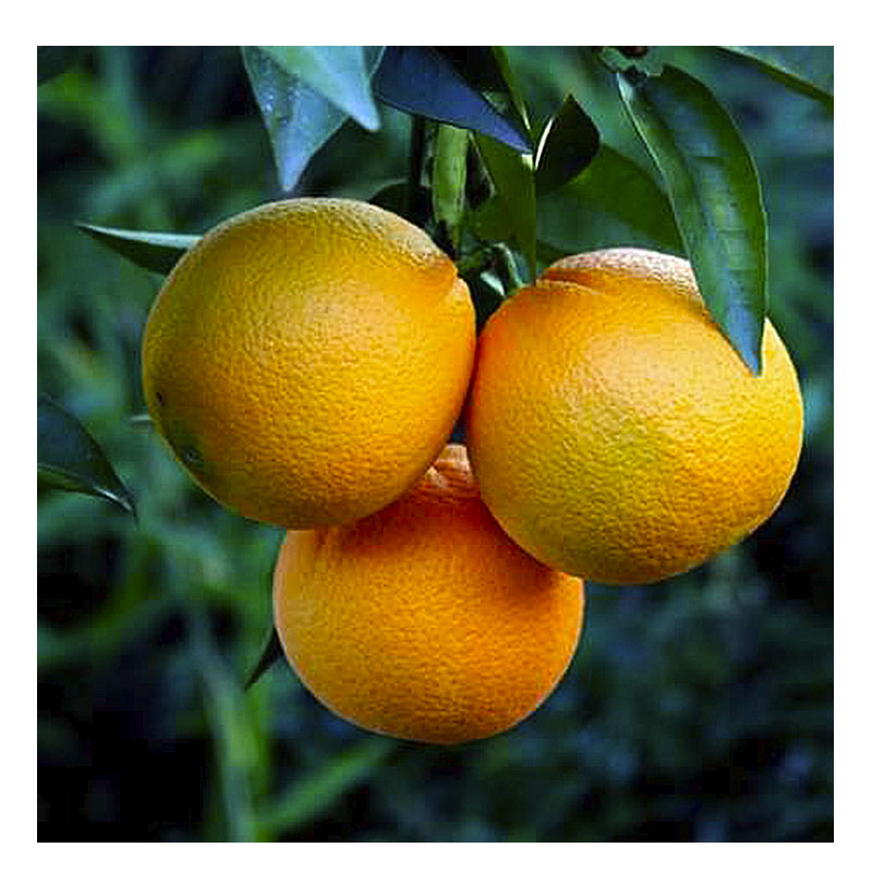 Апельсин Вашингтон 2 роки large popup