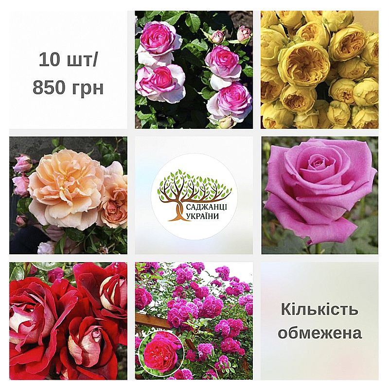 Акція 10 троянд за 850 грн thumbnail popup
