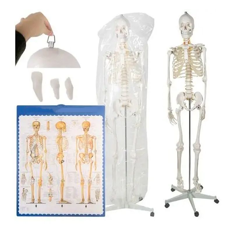Анатомічний скелет людини 170см 22583 thumbnail popup