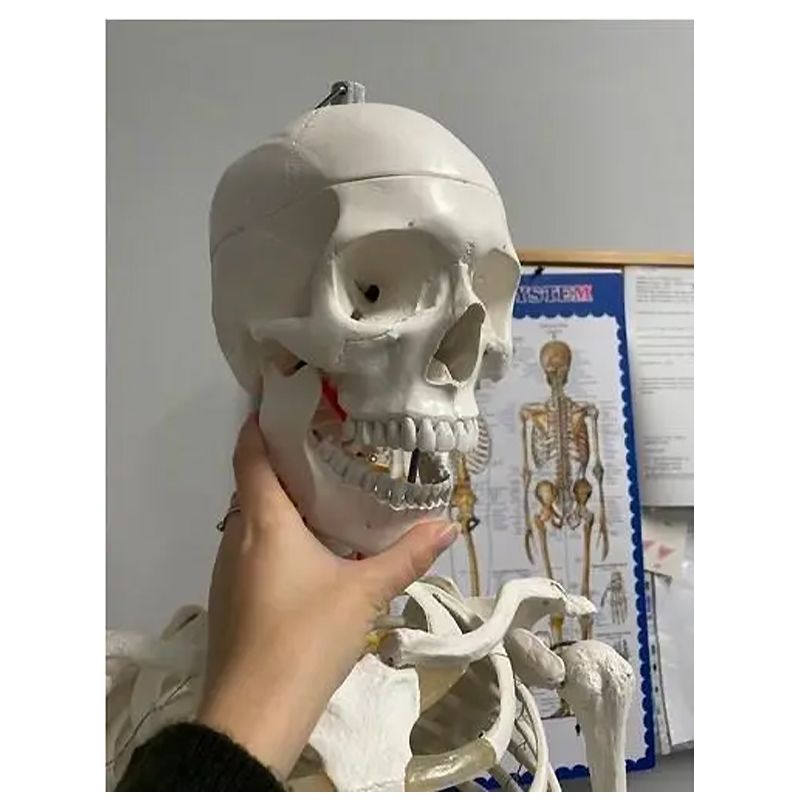 Анатомічний скелет людини 170см 22583 thumbnail popup