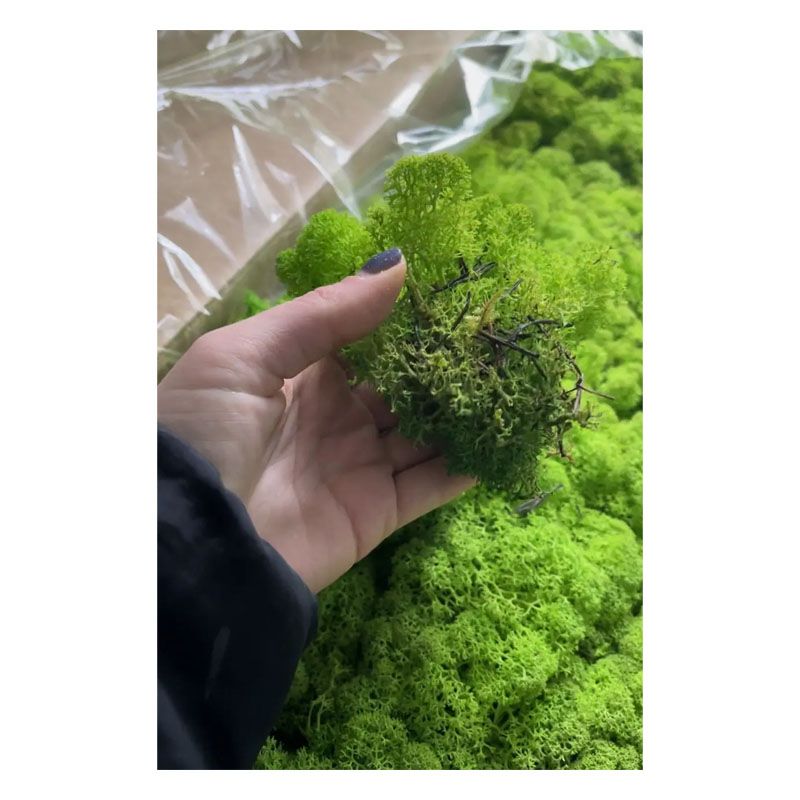 Мох SO Green, стабілізований, норвезький, вищої якості, не очищений, колір салатовий (№79)(00079) thumbnail popup