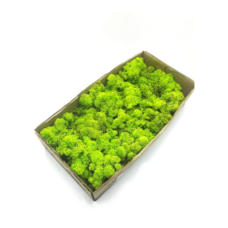 Мох SO Green, стабілізований, норвезький, вищої якості, не очищений, світло-зелений (№55)(00055) thumbnail popup