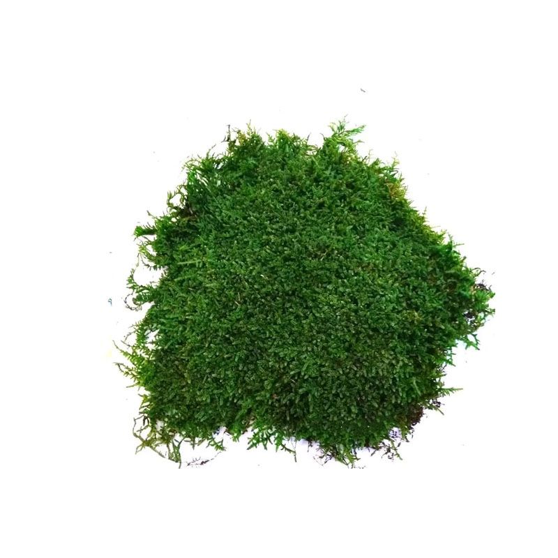 Мох SO Green, стабілізований, плоский, вищої якості на сольовій основі, 1кв.м. (00091/1) thumbnail popup