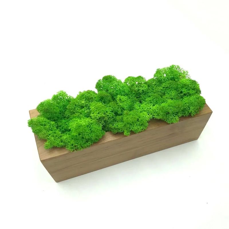 Стабілізований мох SO Green Соу Грін в горщику з дерева, салатовий, 20см х 8см (00379) thumbnail popup