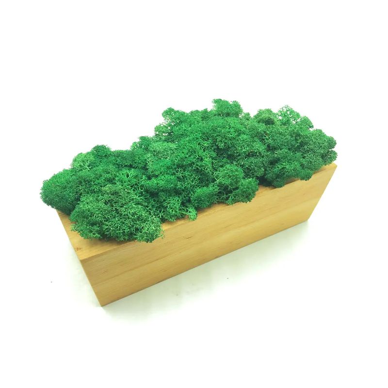 Стабілізований мох SO Green Соу Грін в горщику з дерева, темно-зелений, 20см х 8см (00378) thumbnail popup