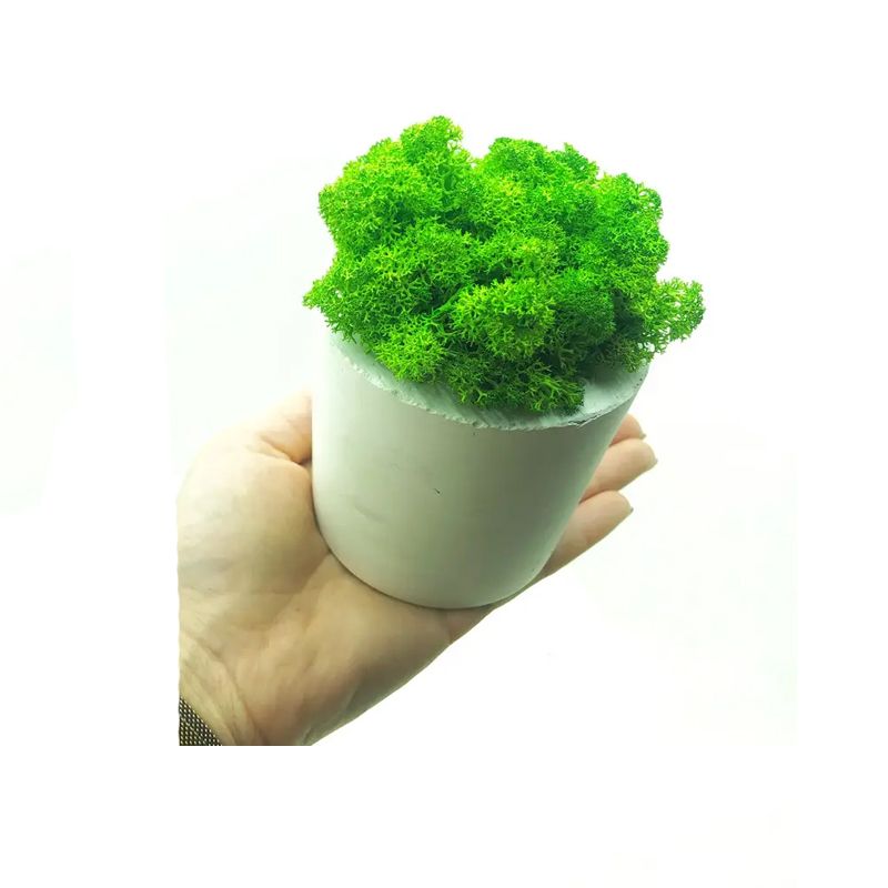 Стабілізований мох SO Green Соу Грін в горщику з гіпсу, салатовий thumbnail popup