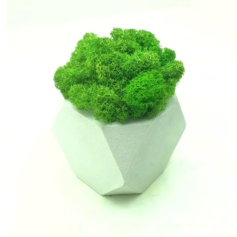 Стабілізований мох SO Green в білому горщику з дерева, шестигранник, салатовий, 8см х 8см (002211) thumbnail popup