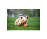 Іграшка Liker м'яч для собак, 5 см, 1 шт. (6298) - 8473 thumbnail popup