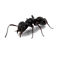 Мураха Гігант Camponotus Vagus (832988) thumbnail popup