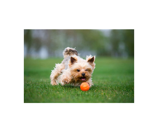 Іграшка Liker м'яч для собак, 5 см, 1 шт. (6298) - 8473 large popup