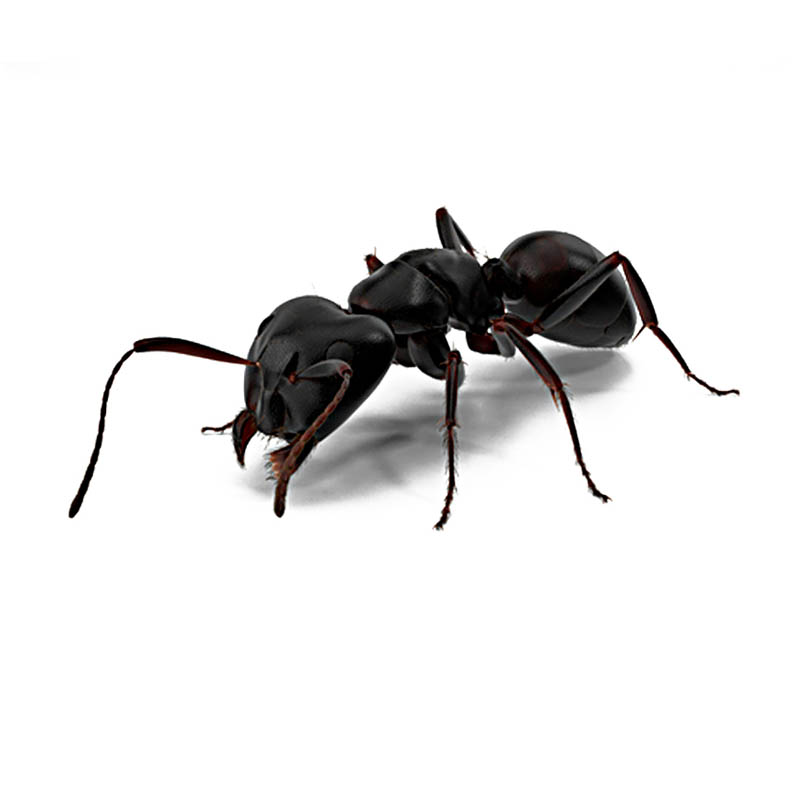 Мураха Гігант Camponotus Vagus (832988) large popup