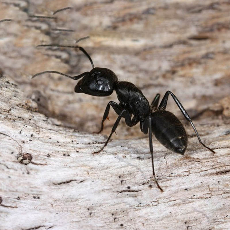 Мураха Гігант Camponotus Vagus (832988)  - 33699 large popup