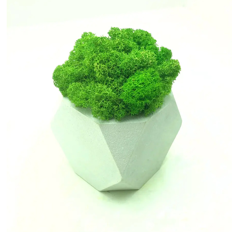 Стабілізований мох SO Green в білому горщику з дерева, шестигранник, салатовий, 8см х 8см (002211) large popup