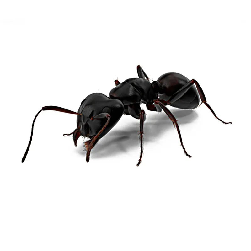 Мураха Гігант Camponotus Vagus (832988) МП