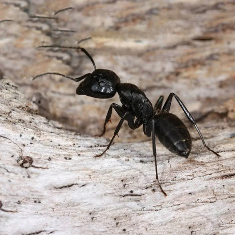 Мураха Гігант Camponotus Vagus (832988) МП