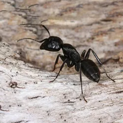 Мураха Гігант Camponotus Vagus (832988) МП thumbnail