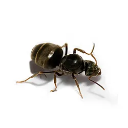 Мураха Садовий чорний Lasius Niger (832995) МП